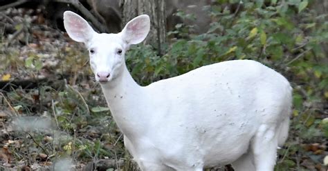 Rare white deer roams Kensington Metropark