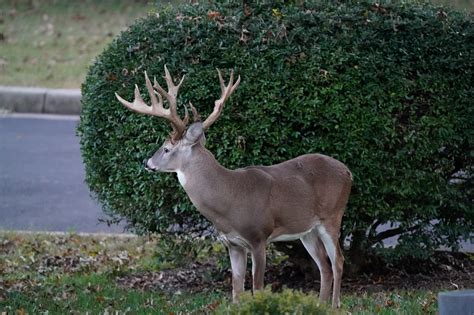 Poaching Investigation Opened into Hollywood Cemetery Buck - Firearm Pebbles