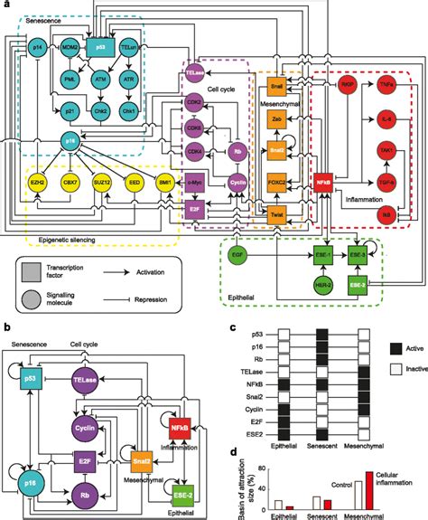 Gene regulatory network underlying the immortalization of epithelial cells | BMC Systems Biology ...