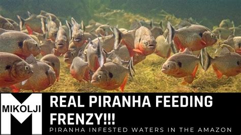 REAL PIRANHA FEEDING FRENZY!!! - YouTube