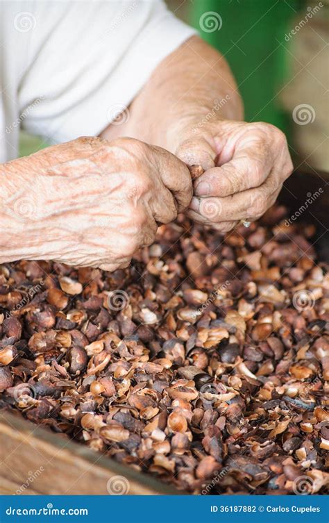 Hands Preparing Cocoa Beans for Processing To Chocolate Stock Photo - Image of bean, hands: 36187882