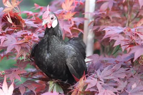 Japanese Bantam Chicken - One of the Most Unique Bantams