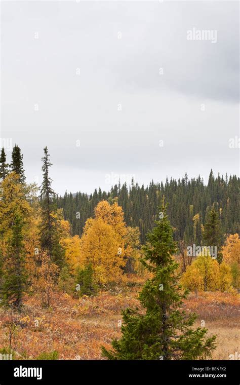 Sarek National Park Stock Photo - Alamy