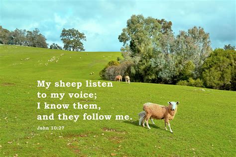 My sheep listen to my voice Photograph by Sinsee Ho - Fine Art America