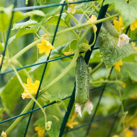 Mr. Garden Cucumber Trellis Kit 6Ft Plant Trellis Green - Walmart.com ...