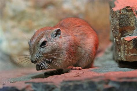 The Fat sand rat is waiting for you at Zoo Leipzig!