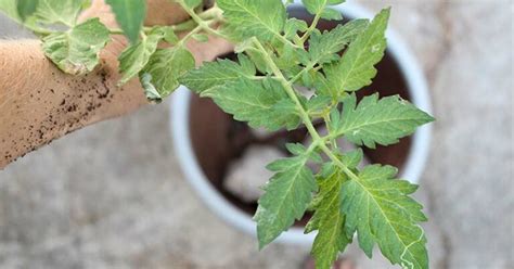 Tomato Plants Turning Purple: Tips and Tricks