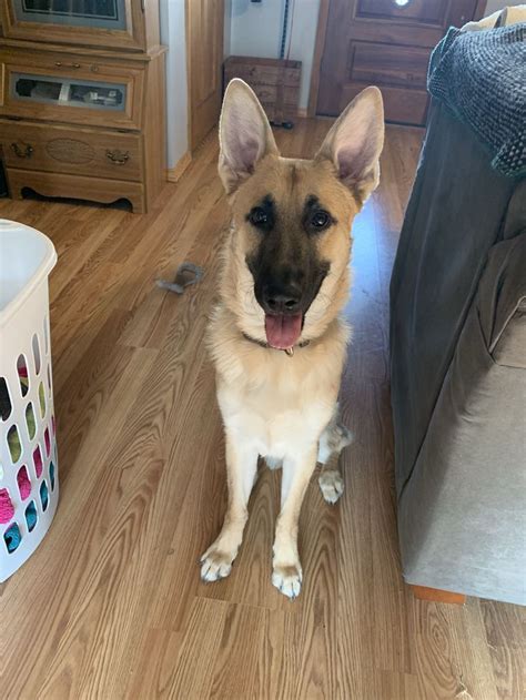 German Shepherd Puppy Smiling 😂🥰🐶🖤 GSD Smiles | German shepherd puppies ...