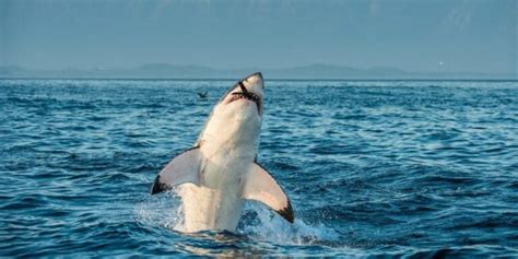 Animais Carnívoros - Conceito, tipos e características