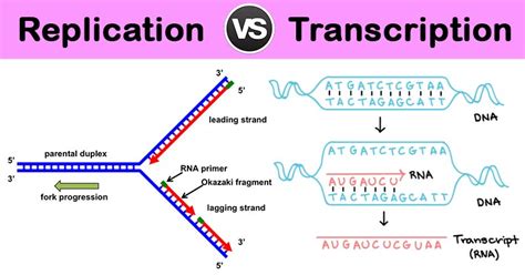 Transcription And Translation Chart