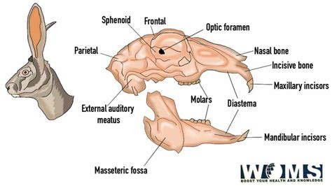 Rabbit Anatomy