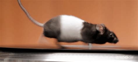 Watch these hamsters and mice have fun on a turntable | Hamster ...