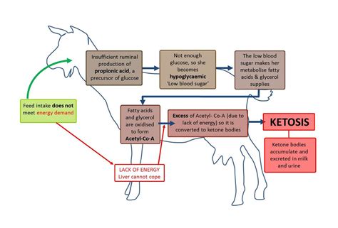 Goat Pregnancy Stages Chart