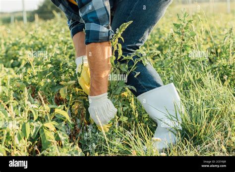 partial view of farmer in gloves and rubber boots pulling out weeds in ...