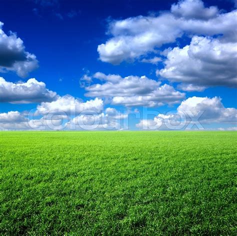 Green grass, the blue sky and white clouds | Stock Photo | Colourbox