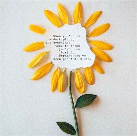 Sunflower Quotes - ShortQuotes.cc