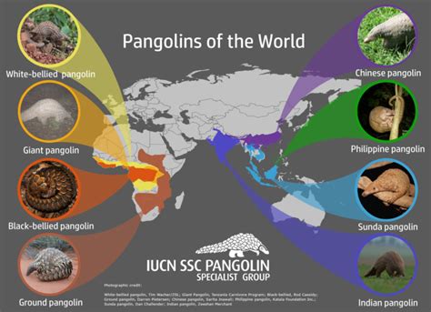 Pangolins - Pangolin Specialist Group