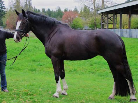 Bavarian Warmblood Horse Breed Information, History, Videos, Pictures