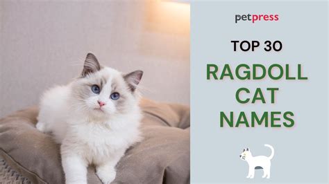 Top 30 Ragdoll Cat Names - Funny, Unique, & Cute Ideas | PetPress - YouTube