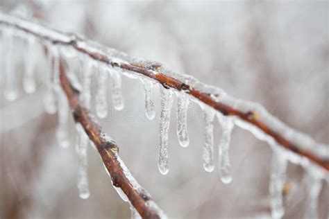 Branch With Melting Sleet Royalty Free Stock Photos - Image: 37431608