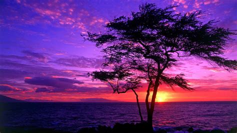 Free download Download Tree silhouette in the purple sunset wallpaper ...