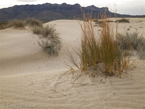 Salt Basin Dunes 0235 | Guadalupe Mountains