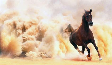 Arabian Horse Wallpapers - Top Free Arabian Horse Backgrounds ...