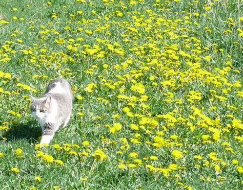 Natural Dandelion Killer - ToolGirl Mag Ruffman's Official Web Log