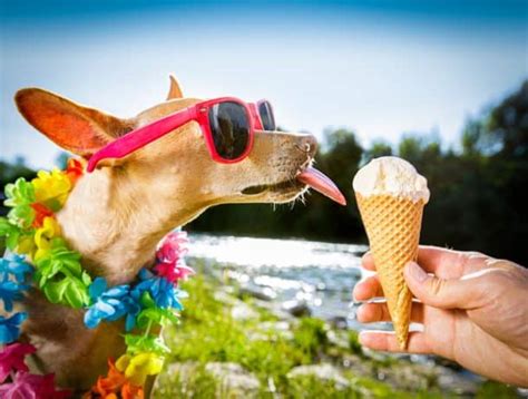 It's Hot! Treat Your Dog to Some Homemade Dog-Safe Ice Cream