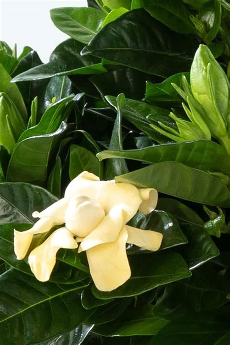 Gardenia Indoor - Indoor Plants | Plantshop.me