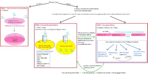 Schema of some key contributors to intracranial swelling after TBI ...