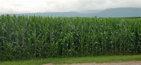 Improving Corn Silage Nutritive Value Through Harvesting Practices ...