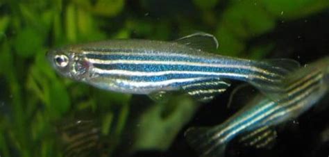 11 White Cloud Mountain Minnow Tank Mates (With Pictures) | Aqua Movement