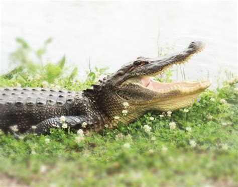 Brazos Bend - Alligators | Alligator, Favorite places, Places