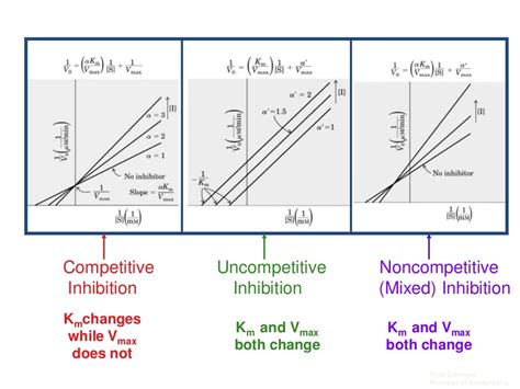 Enzyme Kinetics