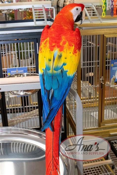 Gorgeous Scarlet Macaw Baby – Ana's Parrots & Supplies