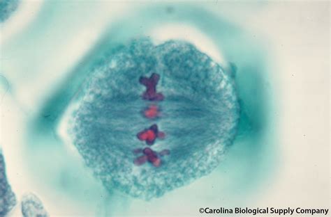 Lily ovulary cell, metaphase I, meiosis | Lilium sp. By down… | Flickr