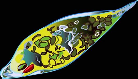 How does Euglena move? (Locomotion & Movement in Euglena)