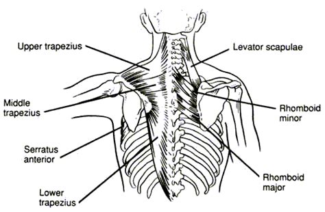 Trapezius Exercises, Shoulder Exercises, Deltoid Exercises