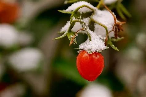 How to Protect Your Plants From Frost – Hillsborough Homesteading