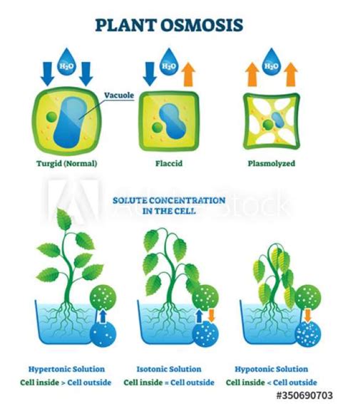 What is Osmosis in Biology for Kids? Definition, Examples and Everything Else You Need to Know