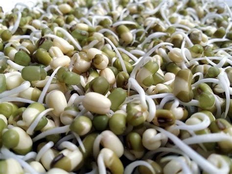 How to Sprout Beans, Grains and Seeds – The Zero-Waste Chef