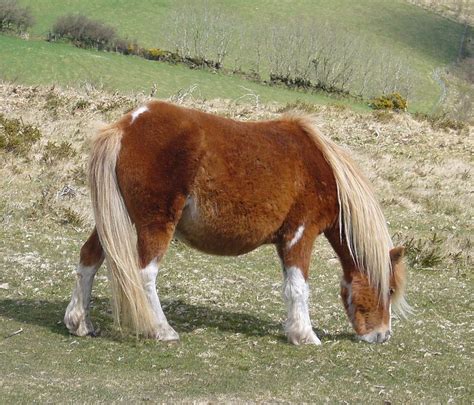 Dartmoor Pony Info, Origin, History, Pictures