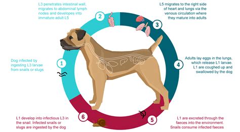 What Are The Symptoms Of Lungworm In Dogs