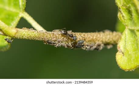 112 Ants Crossing Bridge Images, Stock Photos & Vectors | Shutterstock