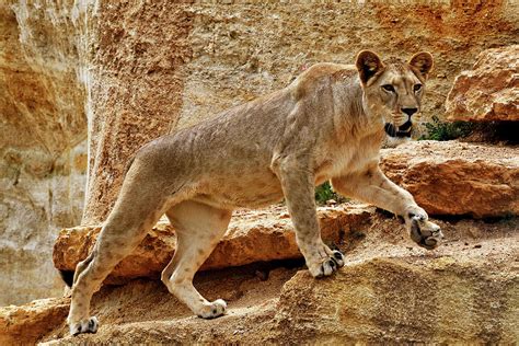 Barbary Lion Female, Captive, Extinct In The Wild Photograph by Daniel ...