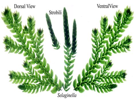 Notes on Selaginella: Systematic Position, Plant body, Strobilus and more | Plant Science 4 U