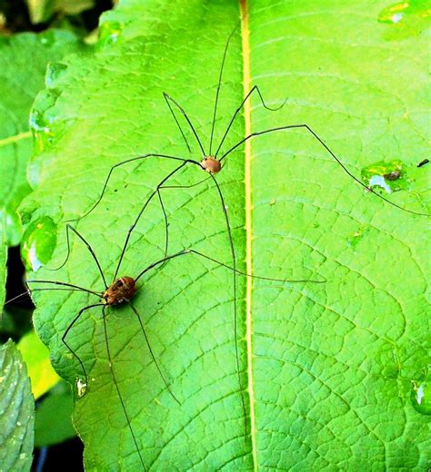 Insect - Harvest Spiders2 - Highbury Wildlife GardenHighbury Wildlife Garden