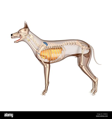 dog anatomy respiratory lungs skeleton with transparent body Stock Photo - Alamy