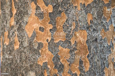 Bark Of A Zelkova Tree Stock Photo - Download Image Now - Backgrounds ...